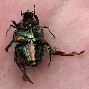 Meet your Posher, Sam